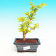 Pokojová bonsai - Duranta PB213525 - 1/3