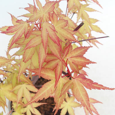 Venkovní bonsai-Acer Sango Koku- Javor dlanitolistý - 1