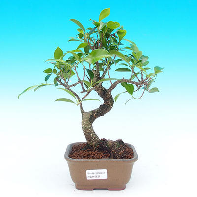 Pokojová bonsai - malolistý fíkus PB215528 - 1