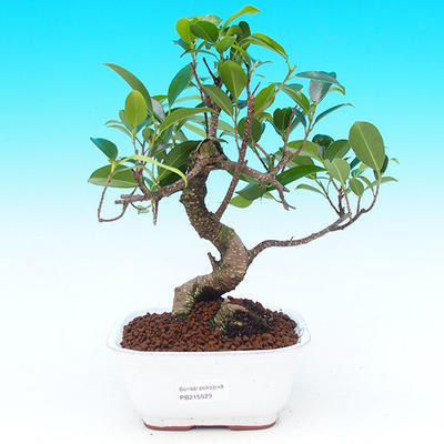 Pokojová bonsai - malolistý fíkus PB215529 - 1