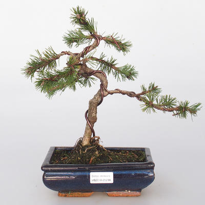 Venkovní bonsai - Pinus mugo  - Borovice kleč