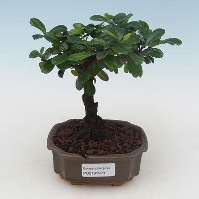 Pokojová bonsai - Carmona macrophylla - Čaj fuki PB2191529 - 1
