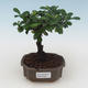 Pokojová bonsai - Carmona macrophylla - Čaj fuki PB2191529 - 1/5