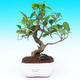 Pokojová bonsai - malolistý fíkus PB215529 - 1/2