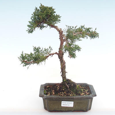 Venkovní bonsai - Juniperus chinensis -Jalovec čínský VB2020-52