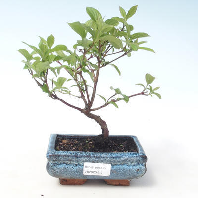 Venkovní bonsai - Dřín - Cornus mas VB2020-512 - 1