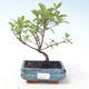 Venkovní bonsai - Dřín - Cornus mas VB2020-512 - 1/2