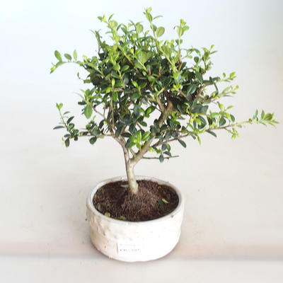 Pokojová bonsai - Ilex crenata - Cesmína PB2201152
