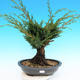 Yamadori Juniperus chinensis - jalovec - 1/6