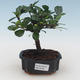 Pokojová bonsai - Carmona macrophylla - Čaj fuki PB2191530 - 1/5