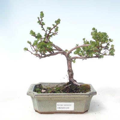 Venkovní bonsai - bříza trpasličí - Betula NANA VB2020-530 - 1