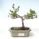 Venkovní bonsai - bříza trpasličí - Betula NANA VB2020-530 - 1/2