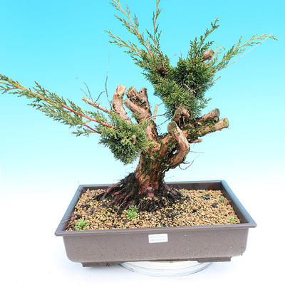 Yamadori Juniperus chinensis - jalovec - 1