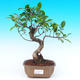 Pokojová bonsai - malolistý fíkus PB215531 - 1/2