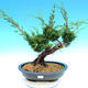 Yamadori Juniperus chinensis - jalovec - 1/5
