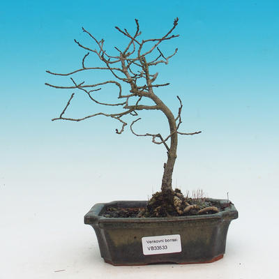 Venkovní bonsai -Ulmus GLABRA - Jilm horský