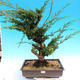 Yamadori Juniperus chinensis - jalovec - 1/6