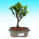 Pokojová bonsai-Podocarpus- kamenný tis PB215533 - 1/4