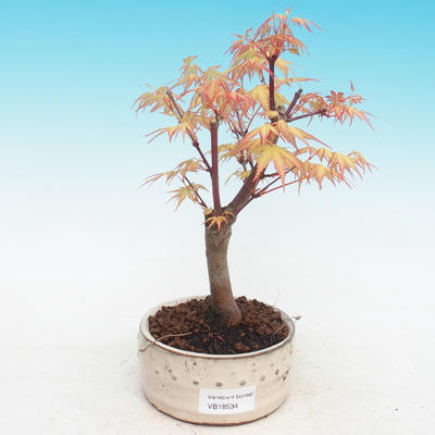 Venkovní bonsai-Acer Sango Koku- Javor dlanitolistý - 1
