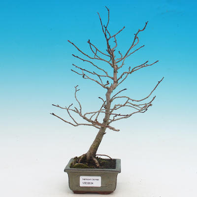 Venkovní bonsai -Ulmus GLABRA - Jilm horský