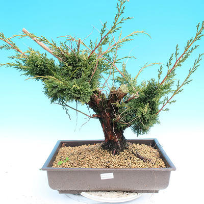 Yamadori Juniperus chinensis - jalovec - 1