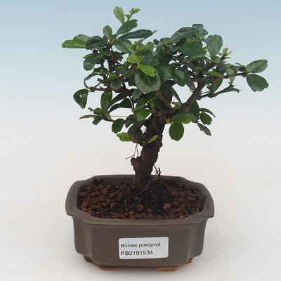 Pokojová bonsai - Carmona macrophylla - Čaj fuki PB2191534 - 1
