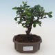 Pokojová bonsai - Carmona macrophylla - Čaj fuki PB2191534 - 1/5
