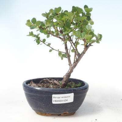 Venkovní bonsai - bříza trpasličí - Betula NANA VB2020-534 - 1