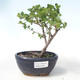 Venkovní bonsai - bříza trpasličí - Betula NANA VB2020-534 - 1/2
