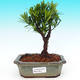Pokojová bonsai-Podocarpus- kamenný tis PB215535 - 1/4