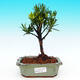 Pokojová bonsai-Podocarpus- kamenný tis PB215536 - 1/4