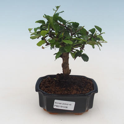 Pokojová bonsai - Carmona macrophylla - Čaj fuki PB2191536 - 1