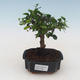 Pokojová bonsai - Carmona macrophylla - Čaj fuki PB2191536 - 1/5