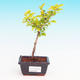 Pokojová bonsai - Duranta PB213536 - 1/3