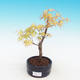 Venkovní bonsai-Acer Sango Koku- Javor dlanitolistý - 1/2