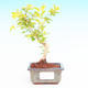 Pokojová bonsai - Duranta PB213538 - 1/3