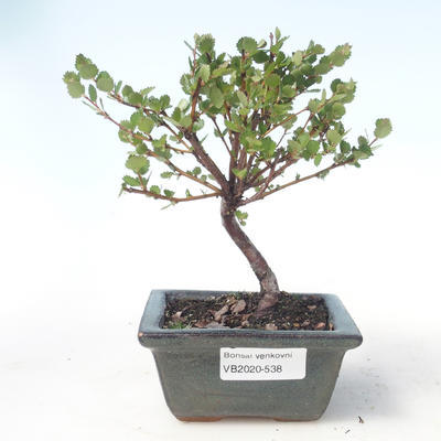 Venkovní bonsai - bříza trpasličí - Betula NANA VB2020-538 - 1