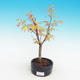 Venkovní bonsai-Acer Sango Koku- Javor dlanitolistý - 1/2