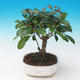 Pokojová bonsai - Eugenia unoflora - Australská třešeň - 1/2