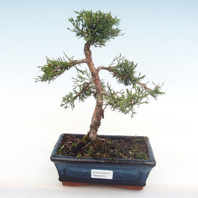 Venkovní bonsai - Juniperus chinensis -Jalovec čínský VB2020-53