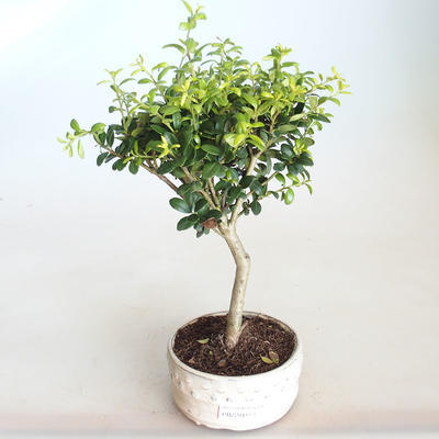 Pokojová bonsai - Ilex crenata - Cesmína PB2201153