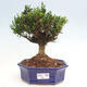 Pokojová bonsai - Buxus harlandii -korkový buxus - 1/3