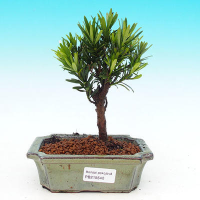 Pokojová bonsai-Podocarpus- kamenný tis PB215540 - 1