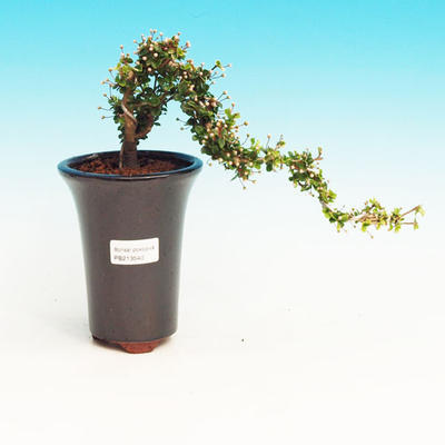Pokojová bonsai - Barbadoská třešeň PB213540 - 1