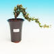 Pokojová bonsai - Barbadoská třešeň PB213540 - 1/3