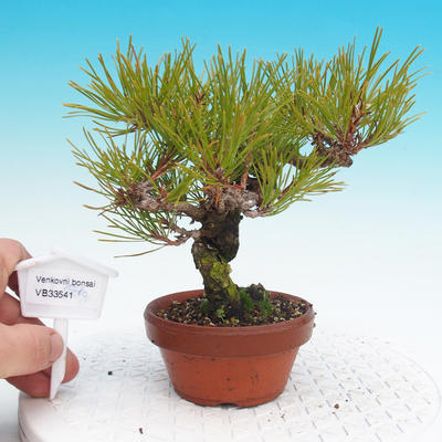Pinus Densiflora - borovice červená - 1
