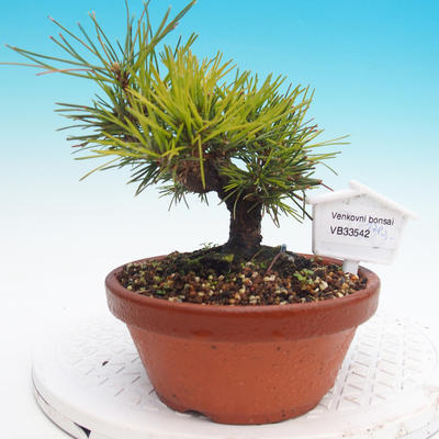 Pinus thunbergii - Borovice thunbergova - 1