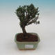 Pokojová bonsai - Buxus harlandii - 1/4