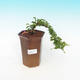 Pokojová bonsai - Grewia occidentalis - Hvězdice levandulová - 1/3