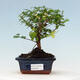 Izbová bonsai - Sagerécia thea - Sagerécia thea - 1/4